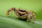 Spider Software Private Limited company icon